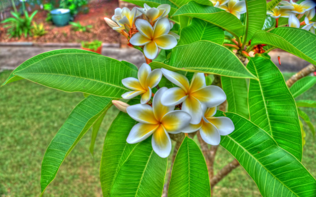 Обои картинки фото цветы, плюмерия