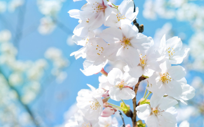 Обои картинки фото цветы, сакура, вишня