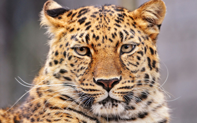 Обои картинки фото животные, леопарды