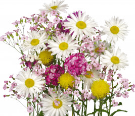 Картинка цветы разные вместе гвоздика ромашки