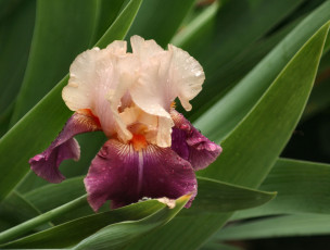 Картинка цветы ирисы листья