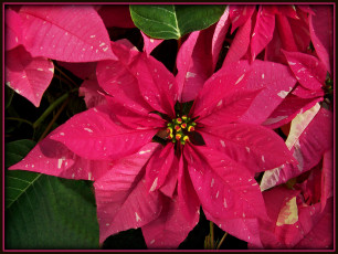 Картинка цветы пуансеттия листья