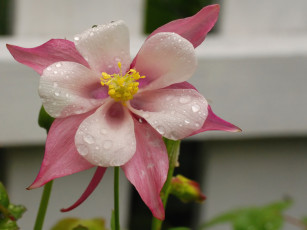 Картинка цветы аквилегия водосбор лепестки