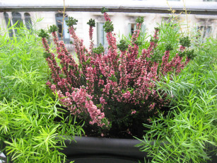 Картинка вереск обыкновенный цветы эрики розовый зеленый