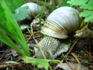 Картинка животные улитки в траве