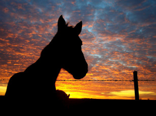 Картинка животные лошади лошадь ночь