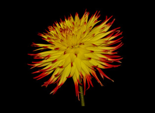 Картинка цветы георгины тёмный фон