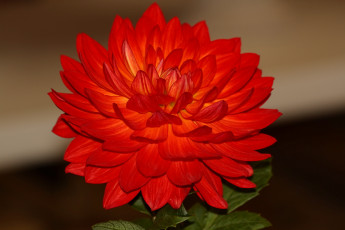 Картинка цветы георгины тёмный фон