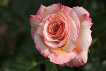 Картинка цветы розы лепестки