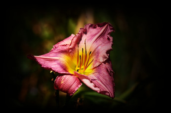 Картинка цветы лилии лилейники тёмный фон