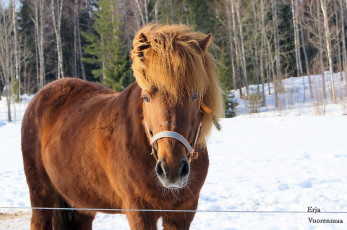 Картинка животные лошади грива