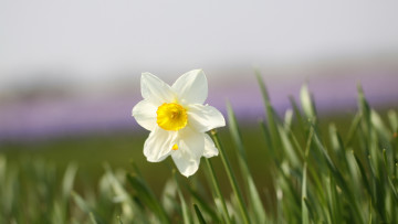 Картинка цветы нарциссы лепестки