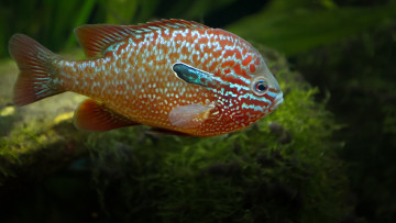 Картинка животные рыбы рыба