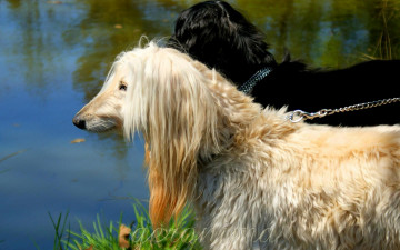 Картинка автор geronima животные собаки afghan hound