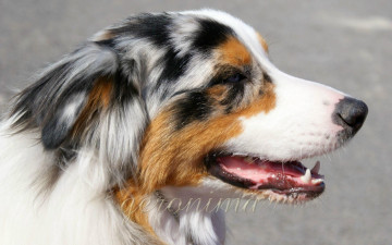 обоя автор, geronima, животные, собаки, australian, shepherd