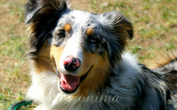 Картинка автор geronima животные собаки australian shepherd