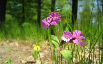 Картинка смолёвка красная цветы луговые полевые розовый