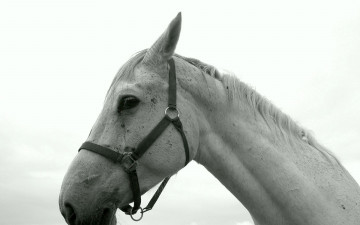 Картинка животные лошади белая