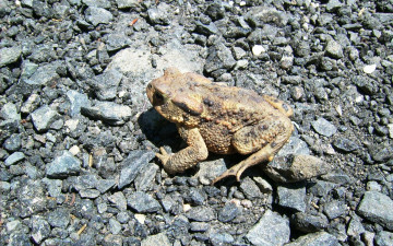 Картинка животные лягушки камни лягушка