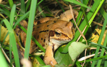Картинка животные лягушки трава лягушка
