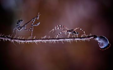 Картинка животные насекомые ветка паук