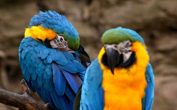 Картинка животные попугаи яркое оперение