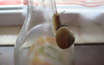 Картинка животные улитки бутылка улитка