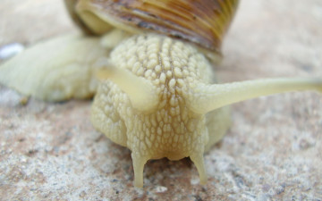 Картинка животные улитки макро