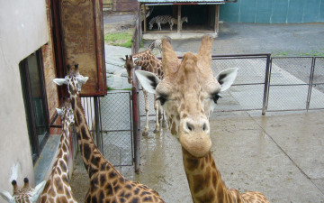 Картинка животные жирафы вольер