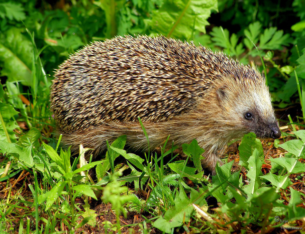 Обои картинки фото животные, ежи, трава