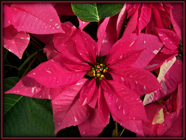 Обои картинки фото цветы, пуансеттия, листья