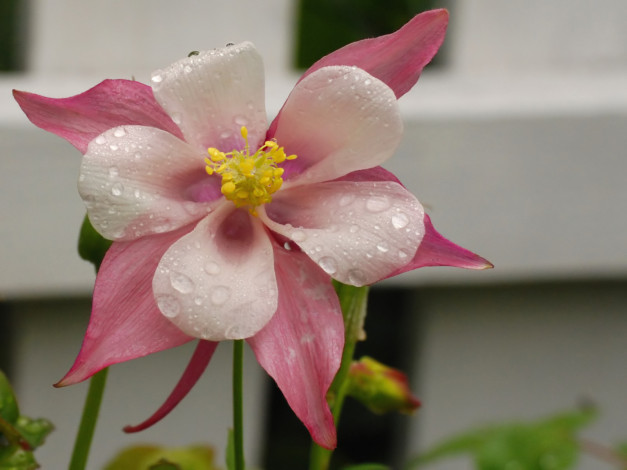 Обои картинки фото цветы, аквилегия, водосбор, лепестки