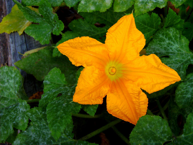 Обои картинки фото цветы, листья