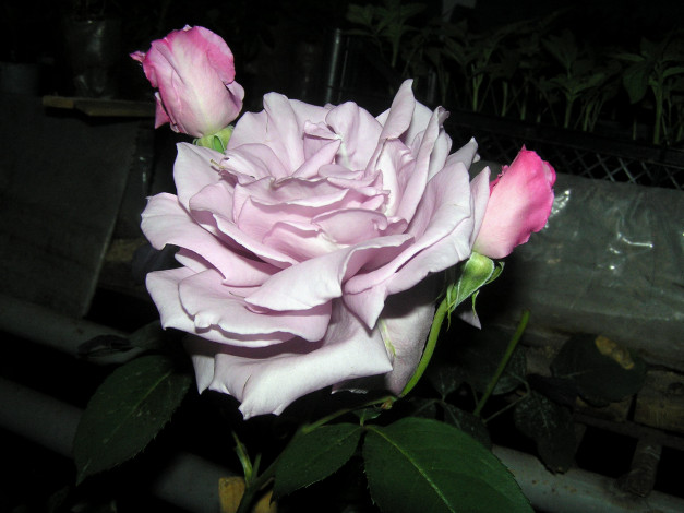 Обои картинки фото цветы, розы, лепестки, бутоны