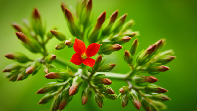 Обои картинки фото цветы, каланхоэ, бутоны