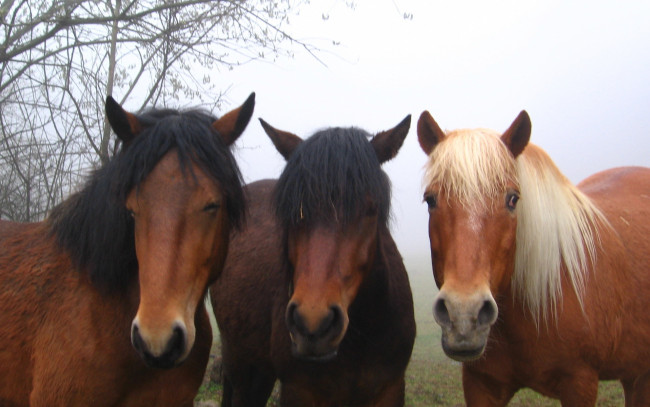 Обои картинки фото животные, лошади, трио