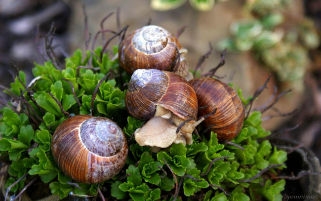 Обои картинки фото животные, улитки, кустик, улитка, семейка