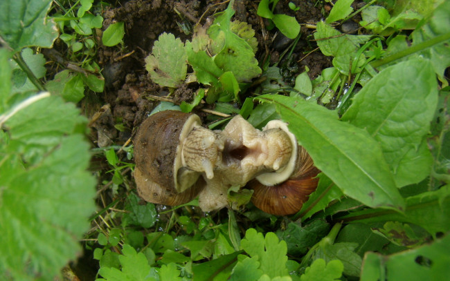 Обои картинки фото животные, улитки, трава, две