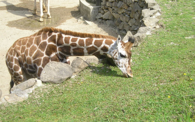 Обои картинки фото животные, жирафы, трава, жираф, зоопарк