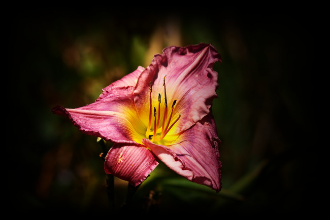 Обои картинки фото цветы, лилии, лилейники, тёмный, фон