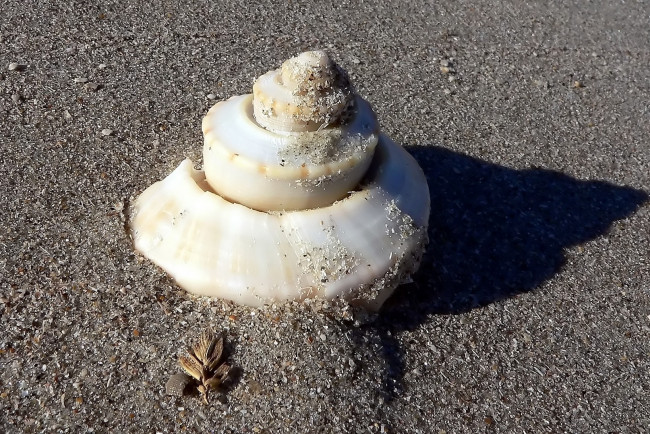 Обои картинки фото разное, ракушки, кораллы, декоративные, spa, камни, песок