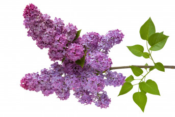 Картинка цветы сирень ветка