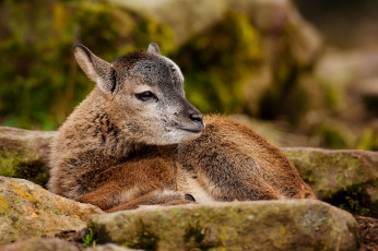 Картинка животные овцы бараны муфлон малыш