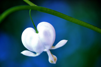 Картинка цветы дицентра разбитое сердце белый