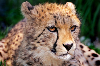 Картинка животные гепарды морда гепард