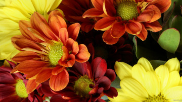 Картинка цветы хризантемы лепестки