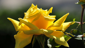 Картинка цветы розы желтый