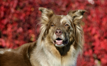 Картинка животные собаки фон взгляд собака