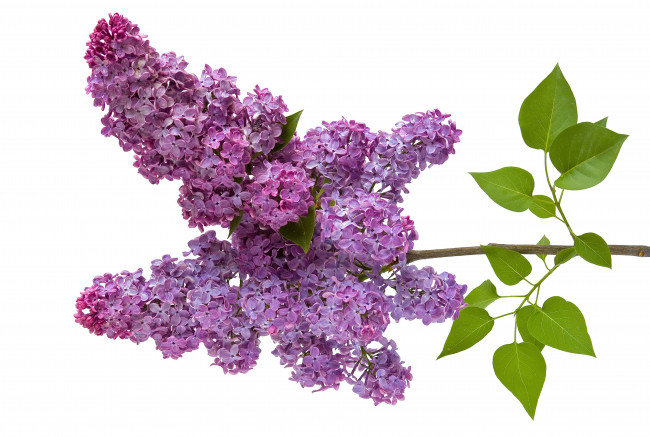 Обои картинки фото цветы, сирень, ветка