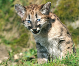 Картинка животные пумы малыш